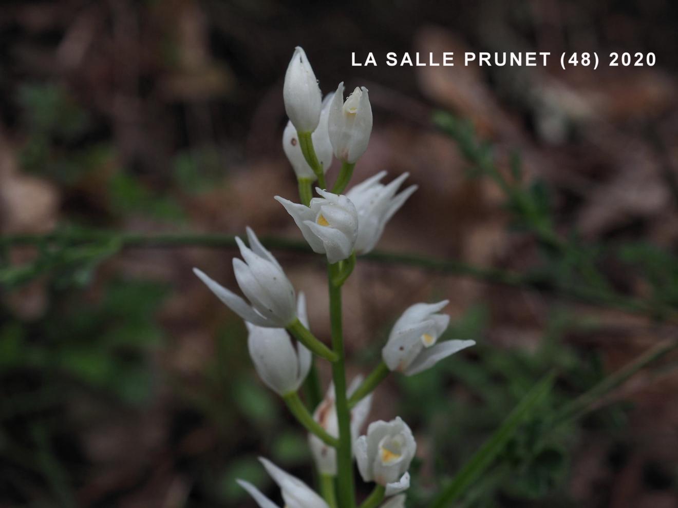 Helleborine, Narrow-leaved